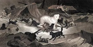 Kanes: KANE/ARCTIC EXPEDITION