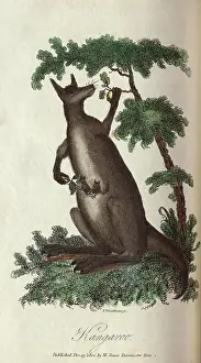 The Kings College Archives And Special Collections: Kangaroo