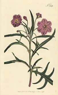 Aiton: Kangaroo apple, Solanum laciniatum
