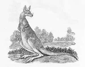 Kangaroos: KANGAROO (BEWICK)