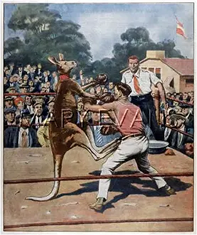 Kangaroos: KANGAROO BOXING 1929