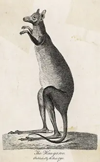 Kangaroos: KANGAROO/COOK 1790