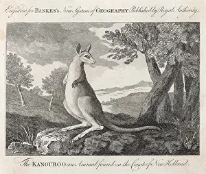 Kangaroos: KANGAROO/COOK C1770