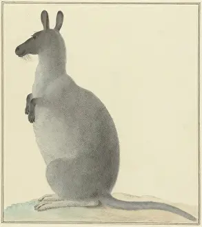 Marsupials: Kangaroo, by Isaac van Haastert