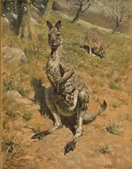 Marsupial: A Kangaroo with a joey