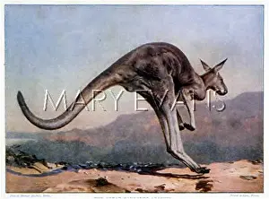 Kangaroos: Kangaroo Leaping - Australia