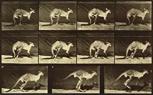 Slow: Kangaroo Locomotion