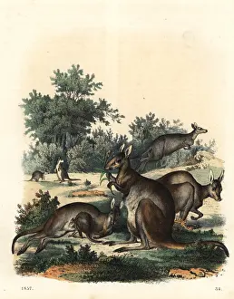 Giganteus: Kangaroo, Macropus giganteus