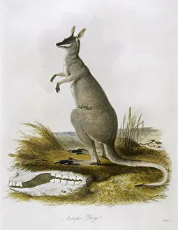 Kangaroos: KANGAROO/PARRYI 1835
