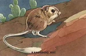 Kangaroo: Kangaroo Rat