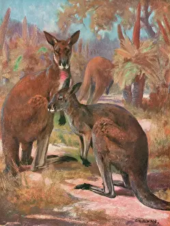 Kangaroos: KANGAROOS 1909