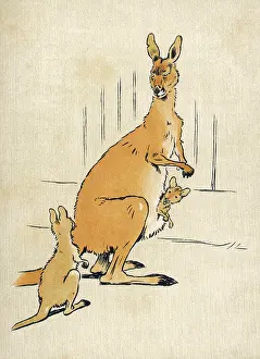Kangaroos: KANGAROOS ALDIN 1907