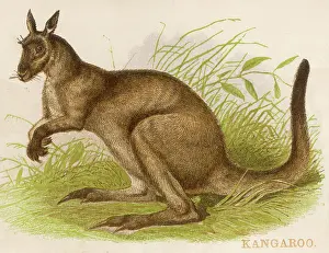 Kangaroos: KANGAROOS/BRITTAN/SCRAP