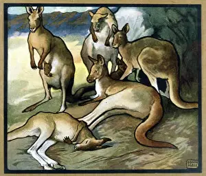 Kangaroos: KANGAROOS / NOBLE 1914