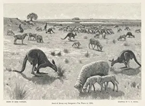 Kangaroos: KANGAROOS & SHEEP 1840