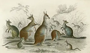 Parry: KANGAROOS VARIOUS 19C