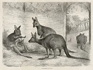 Kangaroos: KANGAROOS IN ZOO 1879