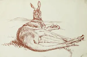 Sheppard: Kangeroo