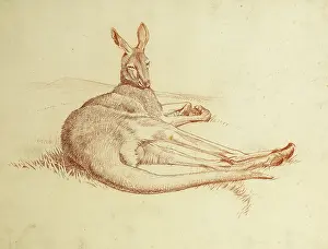 The Raymond Sheppard Collection: Kangeroo
