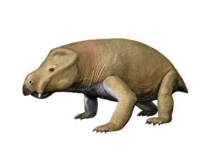 Dicynodont: Kannemeyeria is a large dicynodont from the Middle Triassic