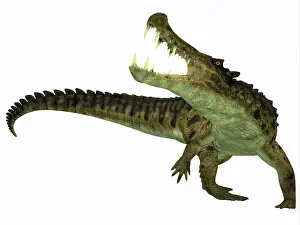 Alligator: Kaprosuchus is an extinct genus of crocodile
