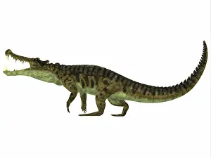 Alligator: Kaprosuchus is an extinct genus of crocodile