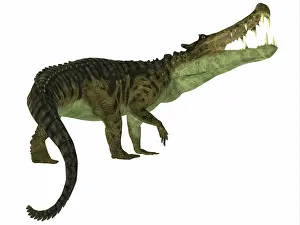 Crocodile: Kaprosuchus reptile, white background
