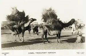 Brushwood: Karachi - Camel Train