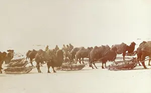 Sleds: Karaganda, Kazakhstan - Camels pulling sleds of ore