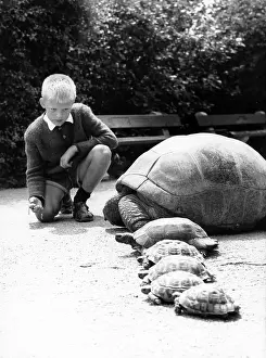 Muenchen: Karl Heinz watching turtles as they begin to race