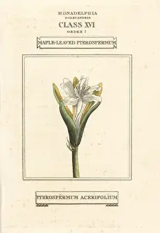 Duppa: Karnikara tree, Pterospermum acerifolium