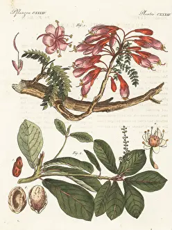 F. Gotz: Karoo boer-bean and Malabar almond