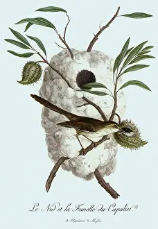 Maculosa: Karoo Prinia, Prinia maculosa