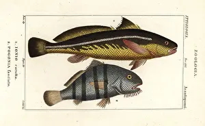 Comune: Karut croaker and black drum