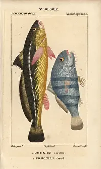Pogonias: Karut croaker, Johnius carutta, and black drum