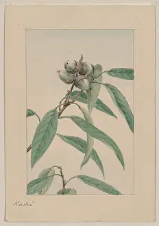 Acorns: Kashi