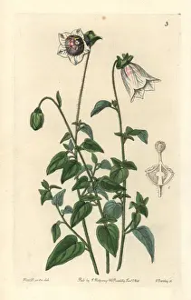 Ovate: Kashmir bellflower, Codonopsis ovata