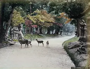 Shrines: Kasuga at Nara