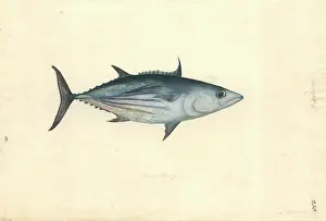 1754 1794: Katsuwomus pelamis, skipjack tuna