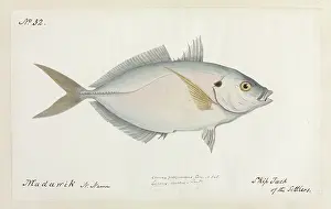 Ray Finned: Katsuwonus pelamis, skipjack of the Settlers