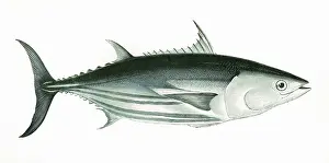 Skipjack: Katsuwonus pelamis, or Skipjack tuna