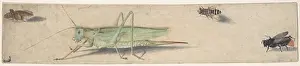 Katydid: A Katydid, a Fly, a Bee, and a Fulgoroid, 17th