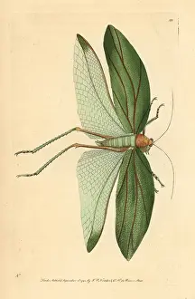 Katydid: Katydid, Stilpnochlora laurifolia