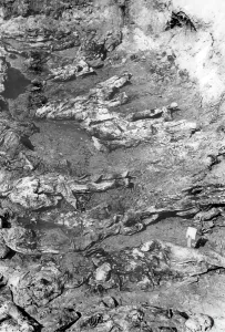 Directorate: The Katyn massacre