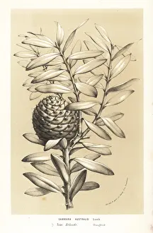 Kauri: Kauri tree, Agathis australis