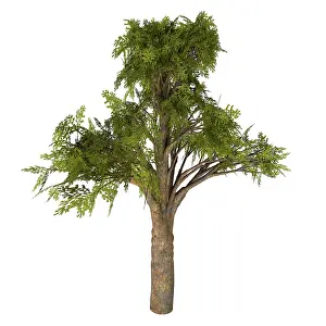 Shrub: Kauri tree illustration