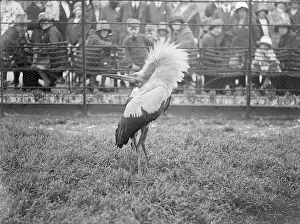 Kavirondo: KAVIRONDO CRANE 1930S