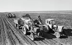 Carrots: Kazakhstan state farm