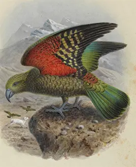 Gerrard: Kea, Nestor notabilis