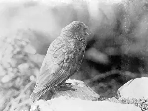 Pecking: KEA PARROT 1930S